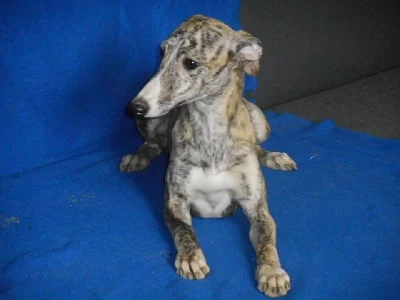 Whippet /Vipet/ - fenky s pp