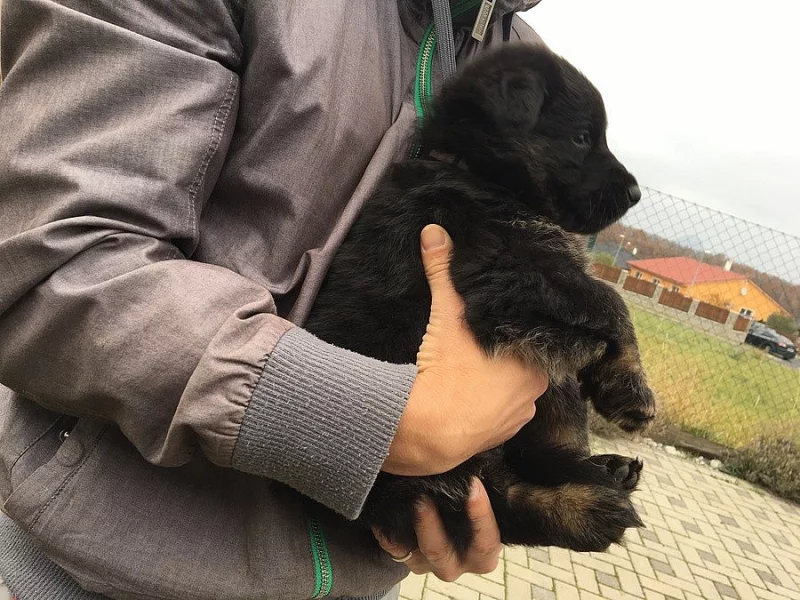 Štěnata dlouhosrstého německého ovčáka s PP (pracovni linie)