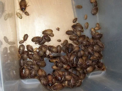 Krmné šváby B. dubia a B. discoidalis