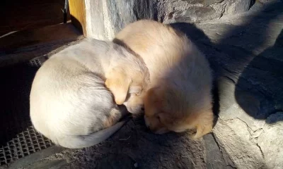 2 štěnata zlatého labradora