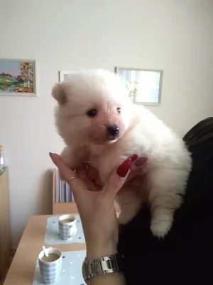Prodám štěně německého trpasličího špice