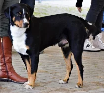 Appenzellský salašnický pes s pp