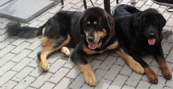 Tibetská doga s PP