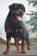 Rotvajler štěňátka