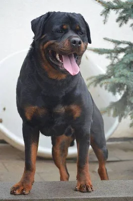 Rotvajler štěňátka