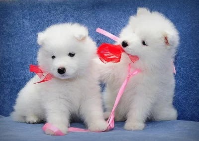 čista pasmina samoyed štene za prodaju