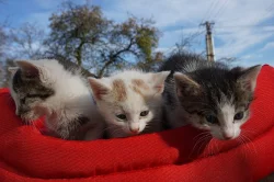 Daruji koťata