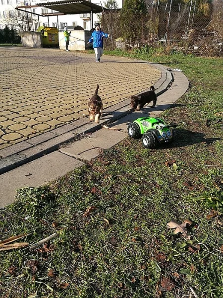 Prodám štěňátka jorkšírského teriéra
