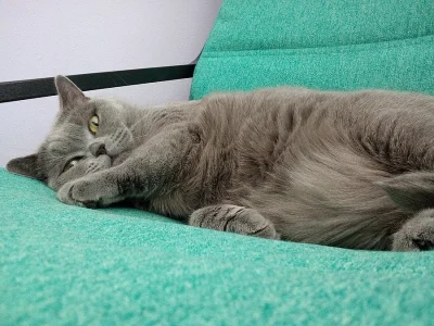 Daruji kočičku a kocourka