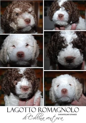 Lagotto Romagnolo - vrh 