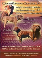 Bordeauxská doga - prodej štěňat