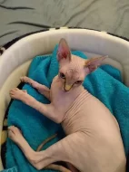 Kanadský sphynx