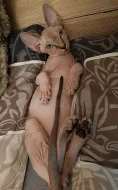 Kanadský sphynx