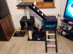 Kanadský sphynx