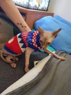 Kanadský sphynx