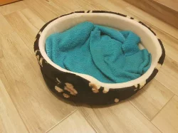 Kanadský sphynx