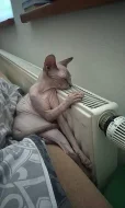 Kanadský sphynx