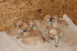 zlatý retrívr, golden retriever