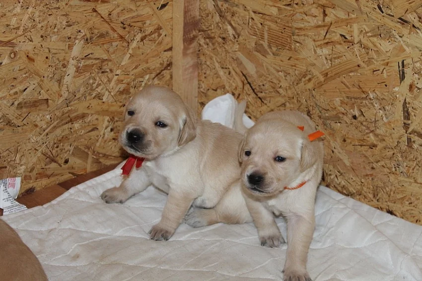 zlatý retrívr, golden retriever