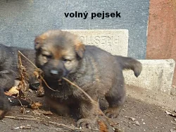 Prodám štěňata Německý ovčák s PP