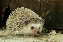 Možnost zamluvení zvířat na Vánoce