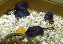Možnost zamluvení zvířat na Vánoce