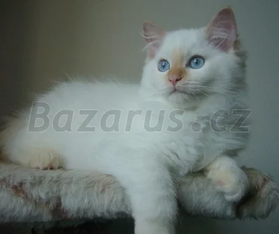 Čistokrevná koťata Ragdoll