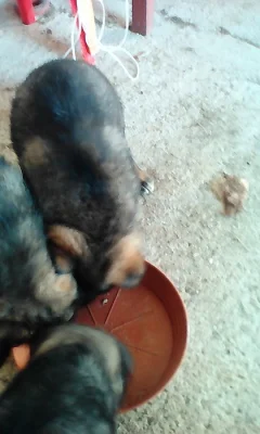 Prodám štěňata NO vlkošedá