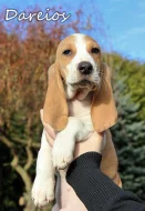 Švýcarský - švycký honič s PP