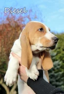 Švýcarský - švycký honič s PP