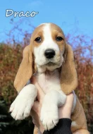 Švýcarský - švycký honič s PP