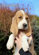 Švýcarský - švycký honič s PP