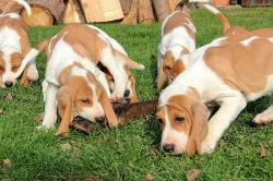 Švýcarský - švycký honič s PP