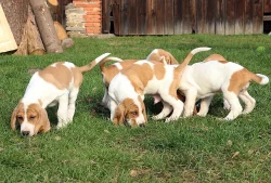 Švýcarský - švycký honič s PP