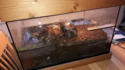 Daruji želvy nádherné - pár