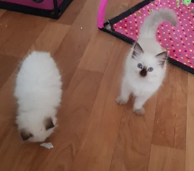 Ragdoll koťata bez pp