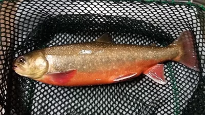 SIVEN ARKTICKÝ v kalibraci 1Kg +