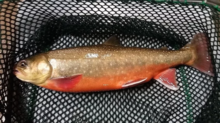 SIVEN ARKTICKÝ v kalibraci 1Kg +