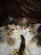 Mainská mývalí kočka