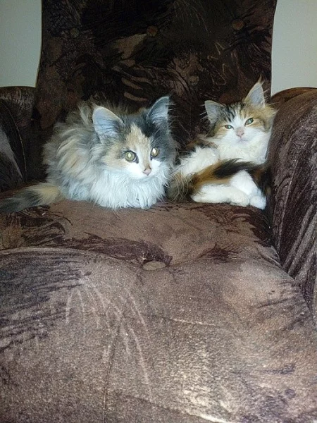 Mainská mývalí kočka