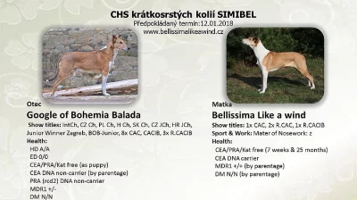 Štěňátka krátkosrsté kolie s PP