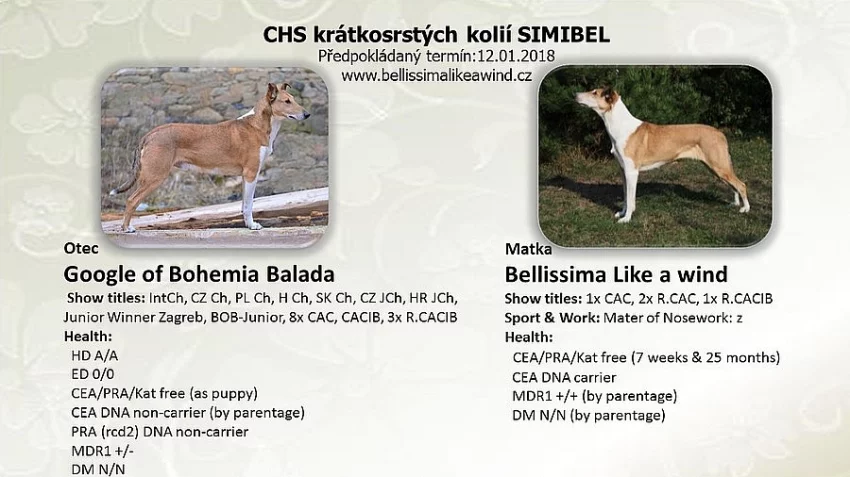 Štěňátka krátkosrsté kolie s PP