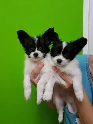 Papillon