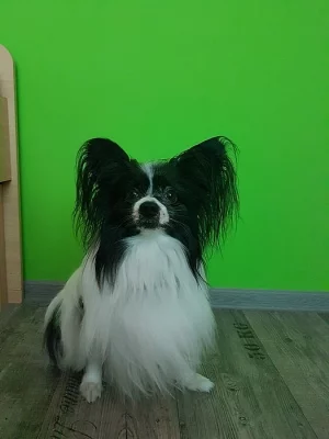 nevěsta