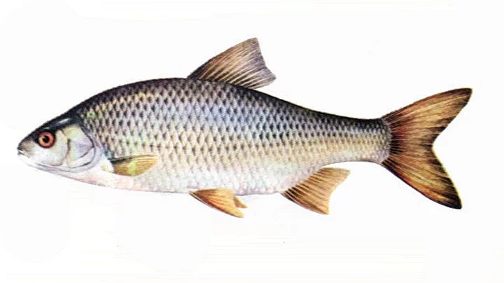 Nástražní rybičky