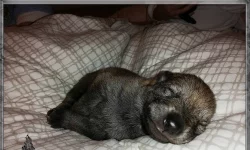 Československý Vlčák štěňata s PP