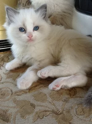 Prodám koťátka Ragdoll