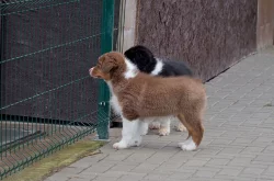 Australský ovčák štěňtě s P.P.