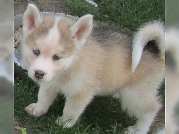 Ponúkam šteniatka sibírsky husky