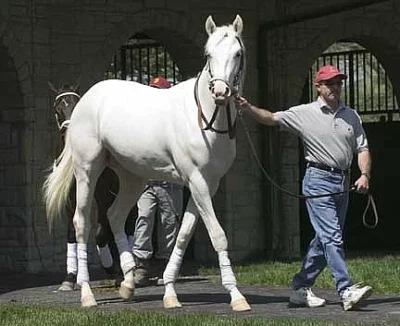 Americký Quarter Horse - Valach